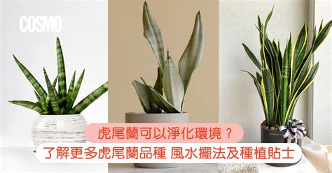 虎尾蘭 擋煞|虎尾蘭｜助淨化家居環境？一文了解品種/風水擺法及 